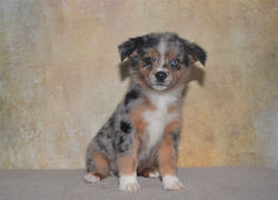 Polly - Cynder x Thorin