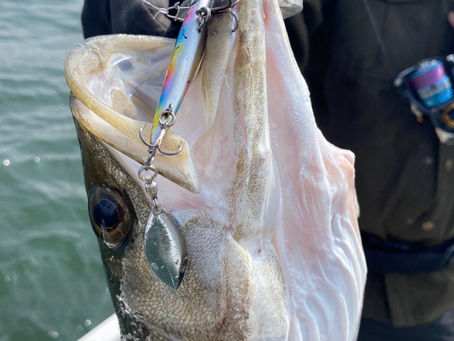 3月ディゲームシーバス調査