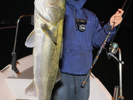 4月夜便シーバス&アジング&メバル