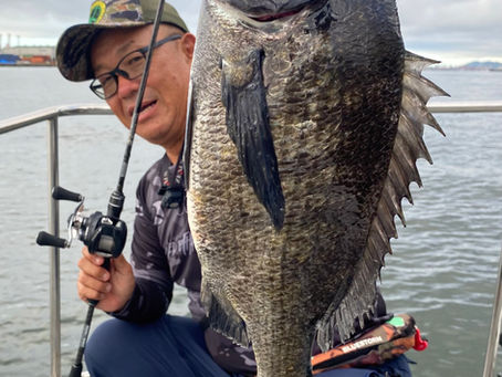 8月2号艇朝便シーバス&チヌトップ