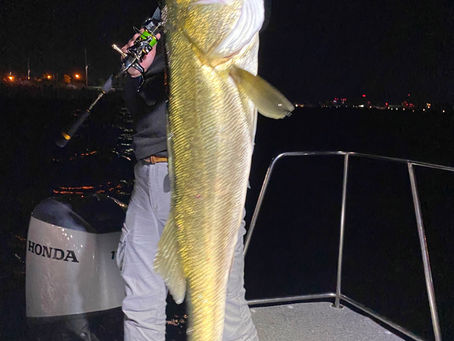 8月2号艇朝便シーバス&チヌトップ