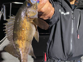 4月2号艇夜便メバル