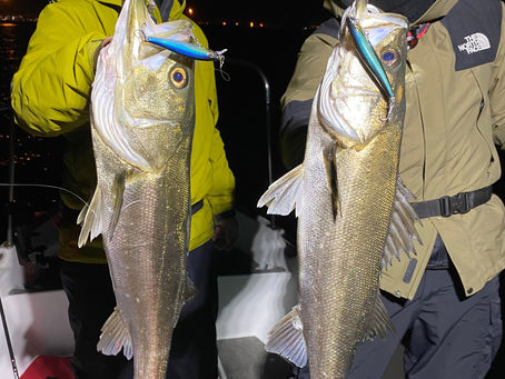 3月夜便シーバス&アジング