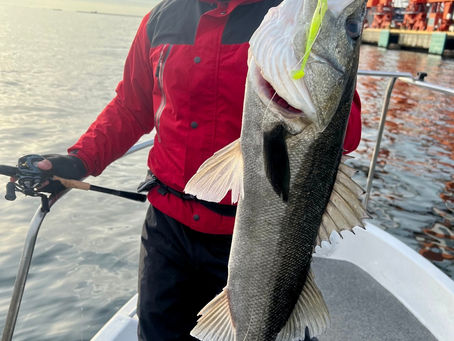 2月朝便シーバスディゲーム