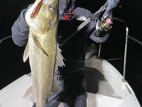 3月夜便シーバス&アジング