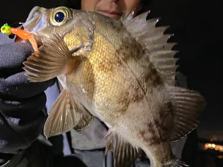 3月2号艇夜便メバルナイト