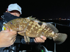 11月2号艇朝便シーバス&アコウ&サワラ