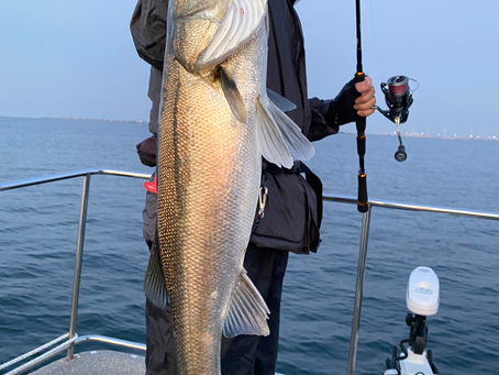 4月2号艇朝便シーバスディゲーム