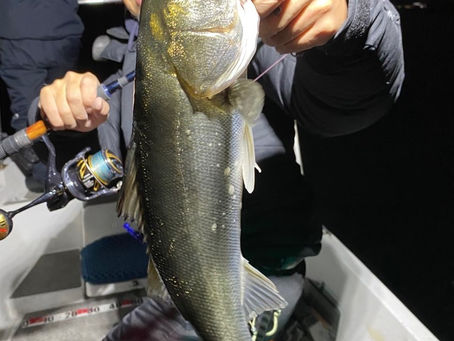 1月夜便シーバス&メバリング