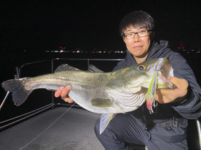 11月2号艇朝便シーバス&アコウ&サワラ