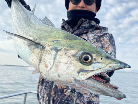 12月2号艇朝便サワラキャスティング