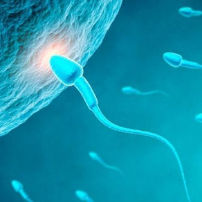 Recuento De Esperma