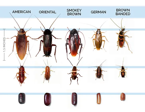 type of cockroach