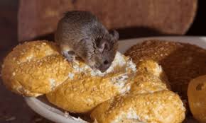 rat eating bread