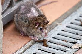 rat in drainage