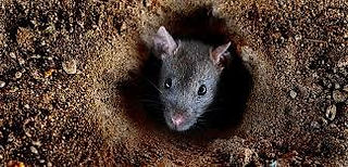 rat in hole