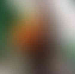 reproduction Americana cockroach