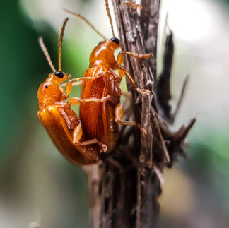 reproduction Americana cockroach