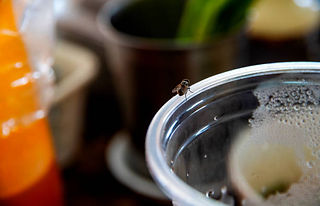 flies on dishes 