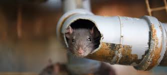 rat in damage pipe
