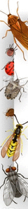 oie_q66SZ5BQNCef.gif