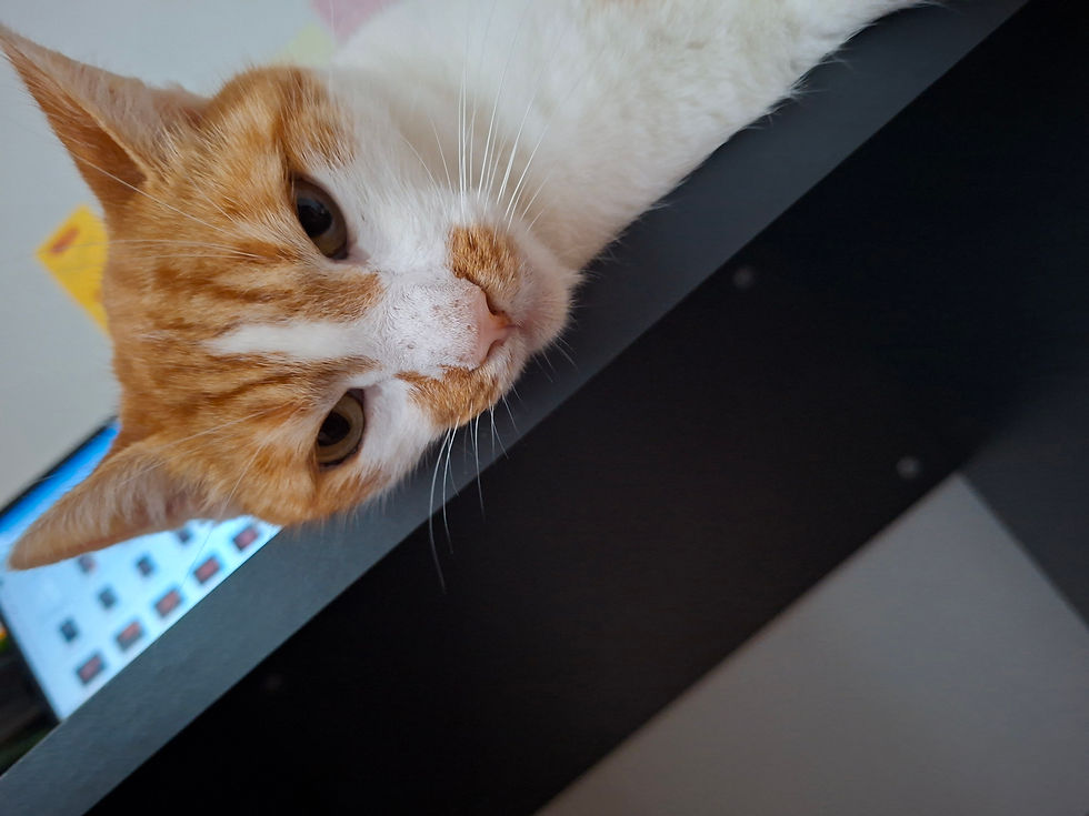 Nahaufnahme von meinem Kater Balou auf einem Tisch mit aufmerksamem Blick.
