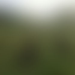 Les premières plantation avec ITEIPMAI