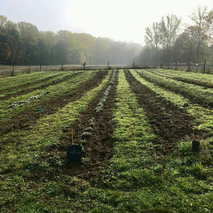 Les premières plantation avec ITEIPMAI