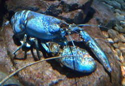 Blue Lobster