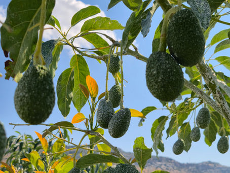Proteggere l'avocado dal sole: la soluzione del caolino