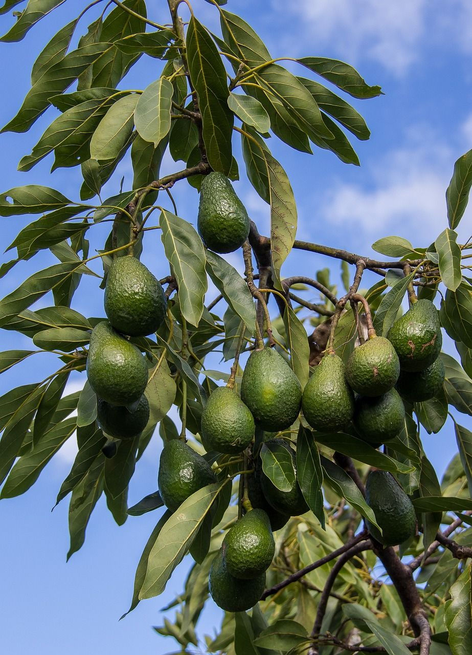 Pianta di avocado