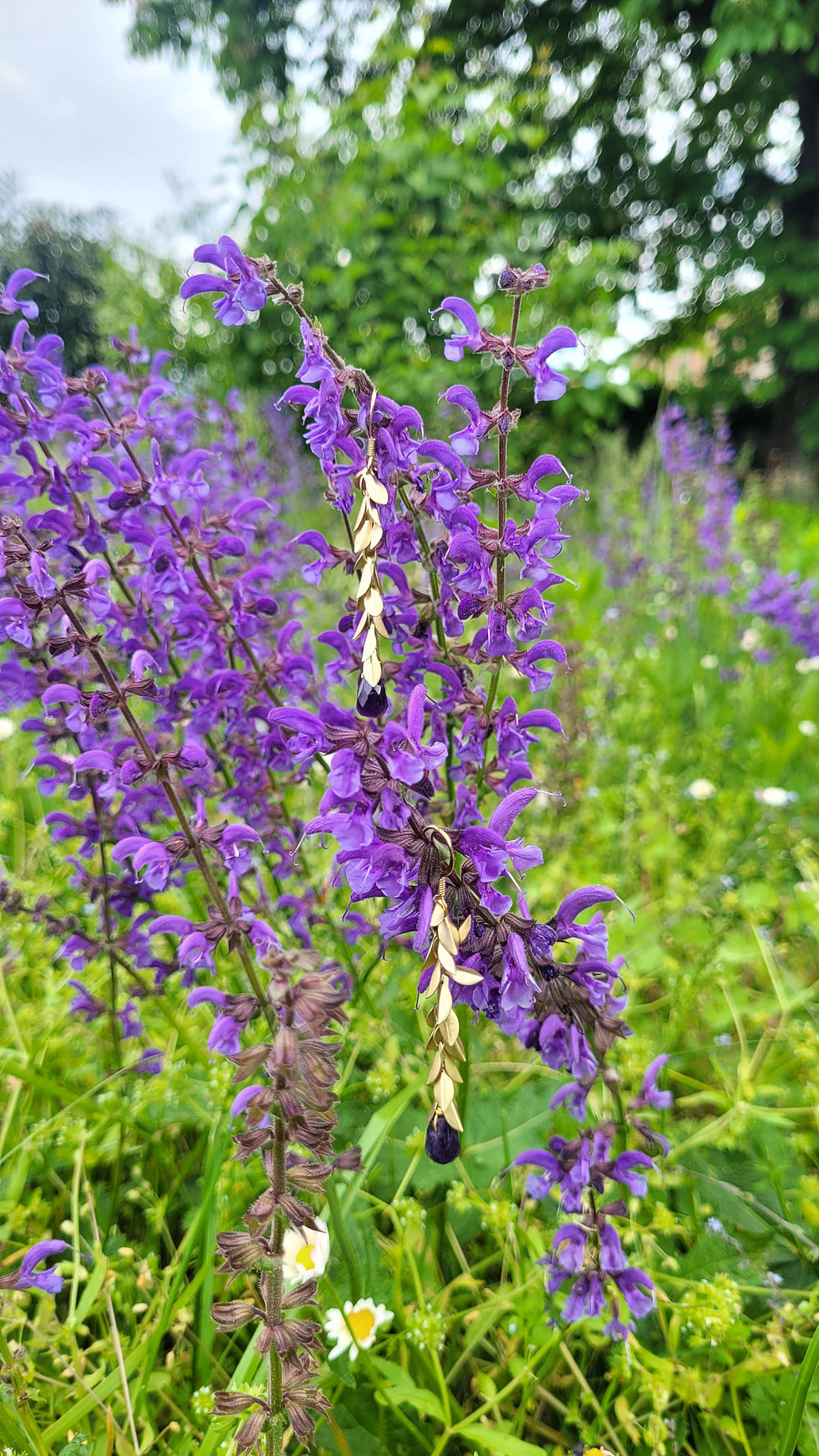 Miniatura: Orecchini Salvia dei prati