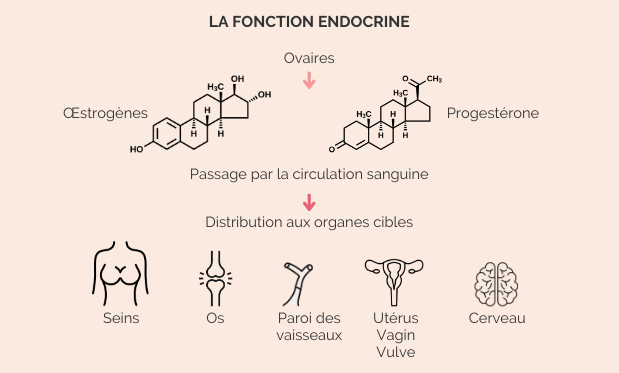 Fonction endocrine