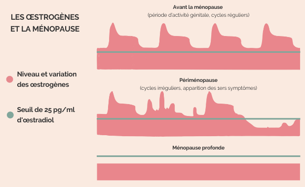Phases de la ménopause et les œstrogènes