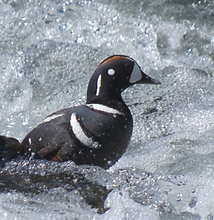 Harlequin Duck