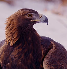 Golden Eagle