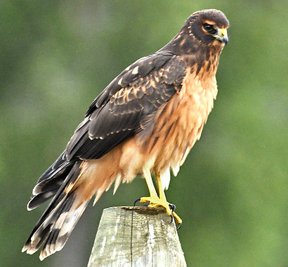Northern Harrier Juvenile 9_16_24WT_edited.jpg