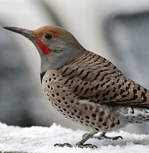 Northern Flicker