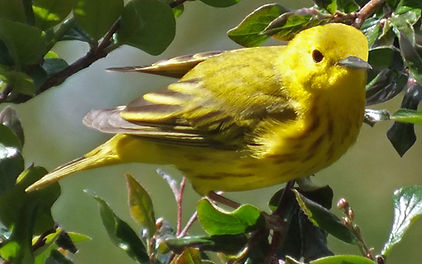 Male Yellow Warbler WT_edited.jpg