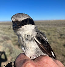 Loggerhead Shrike