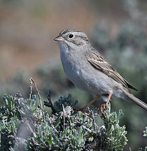 Brewer's Sparrow