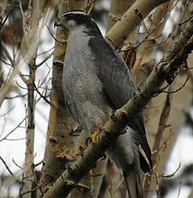 Northern Goshawk