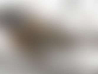 2025 Christmas Bird Count Results