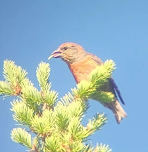 Red Crossbill