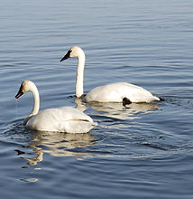 Trumpeter Swan