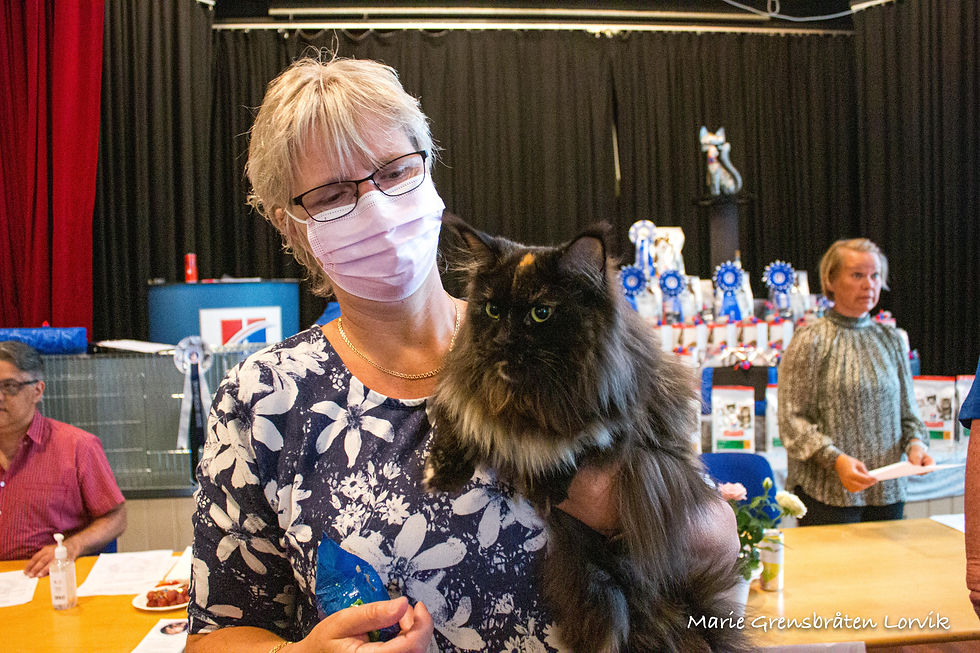 Maine Coon-mesterskap