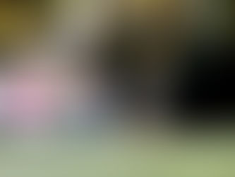 Tips voor het Organiseren van een Geslaagd Tuinfeest: Maak van uw Buitenfeest een Onvergetelijke Gebeurtenis