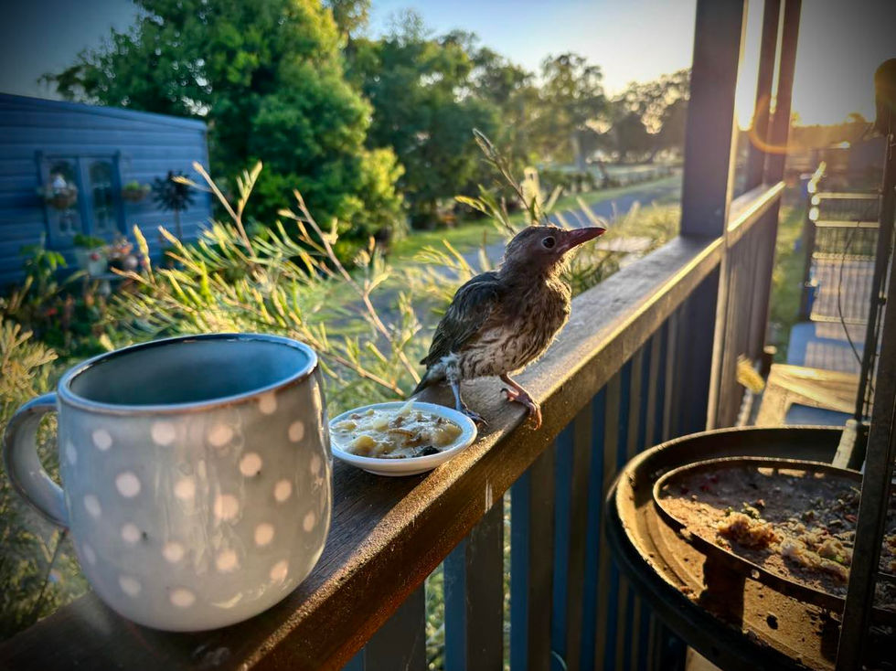 480816741_1331647994644683_4621898359051275444_n