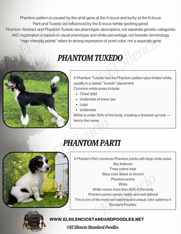 Phantom Pattern (2).jpg