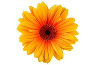 download (3).png
